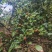 鲜果油菜籽