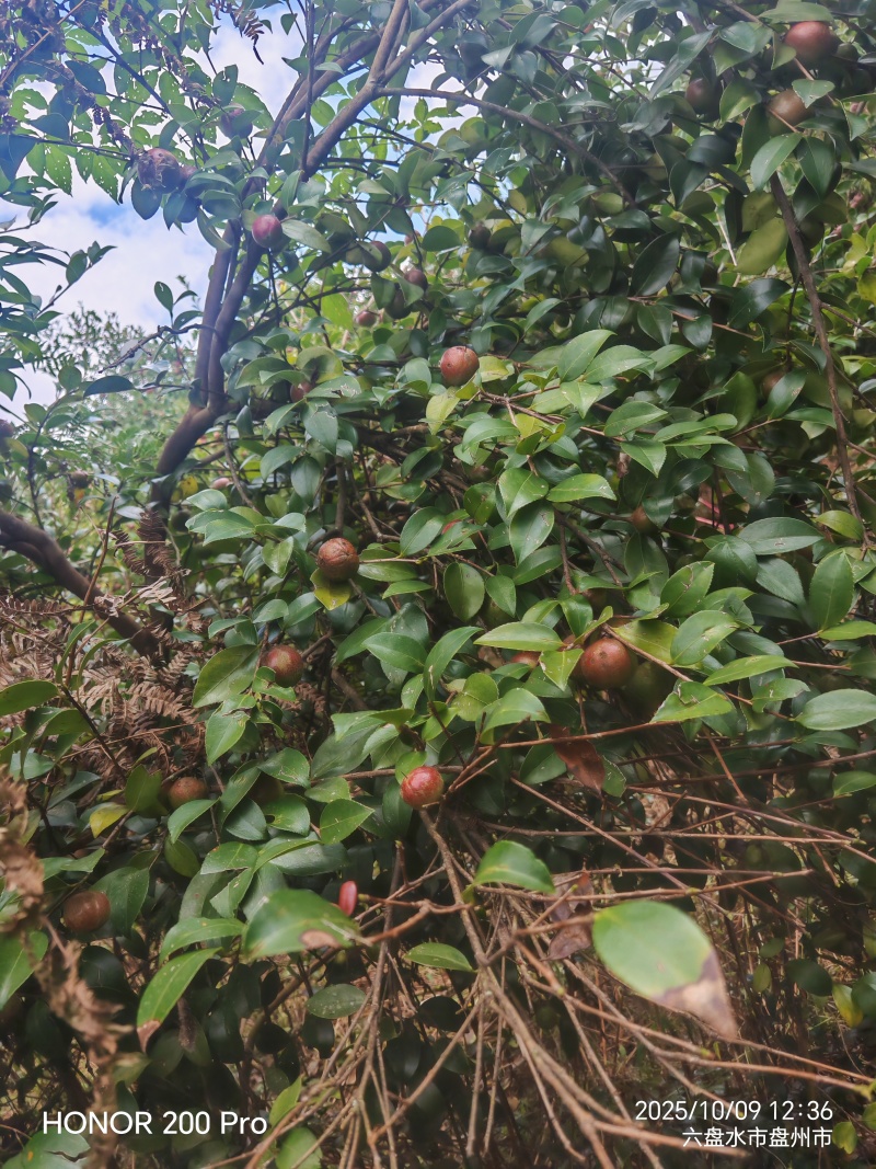 鲜果油菜籽
