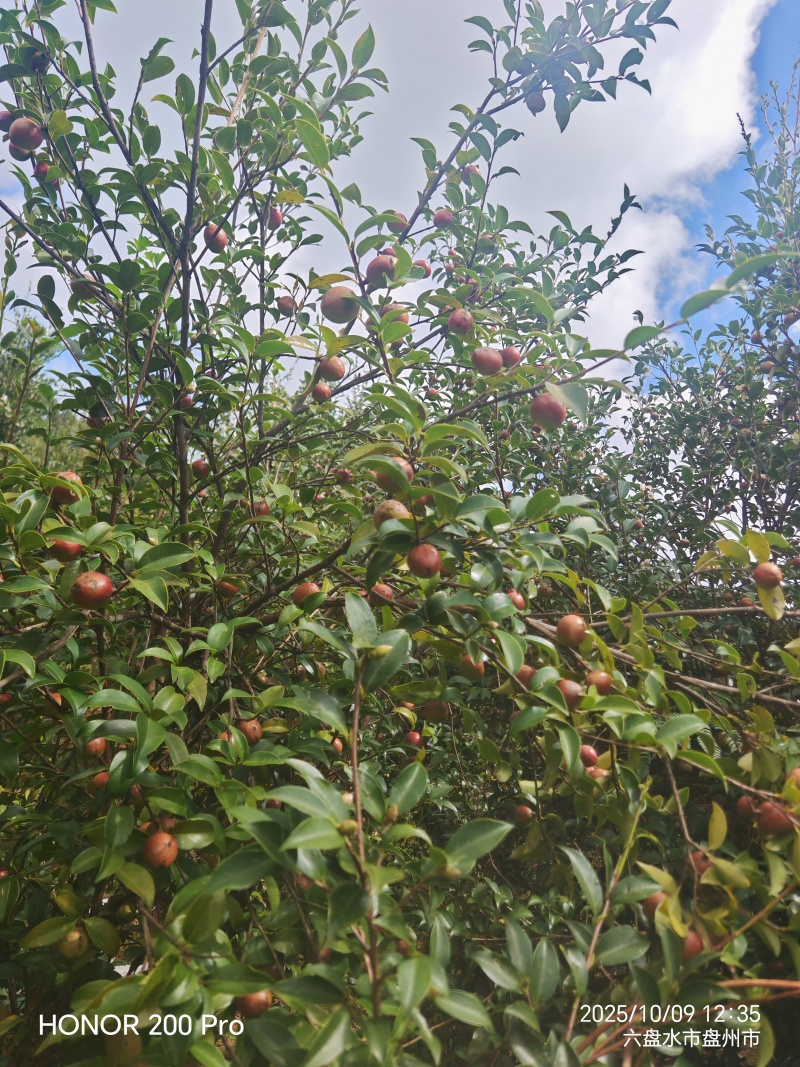 鲜果油菜籽