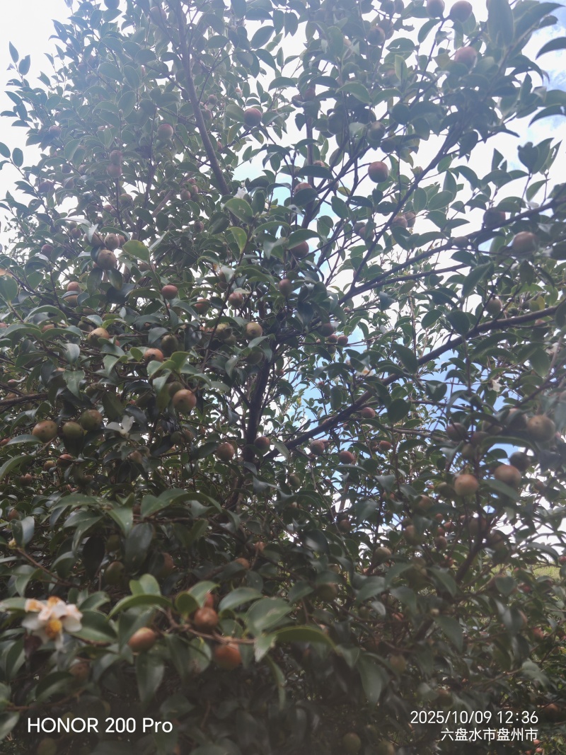 鲜果油菜籽