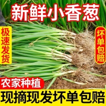 小葱产地看货论价保质保量支持打款发货