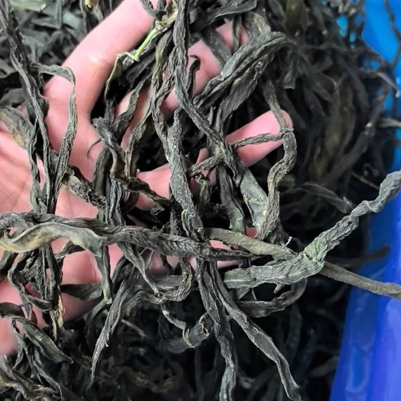 架豆王