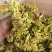 脱水花菜干