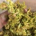 脱水花菜干