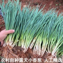 小葱小香葱分葱葱蒜一手货源价格美丽欢迎订购