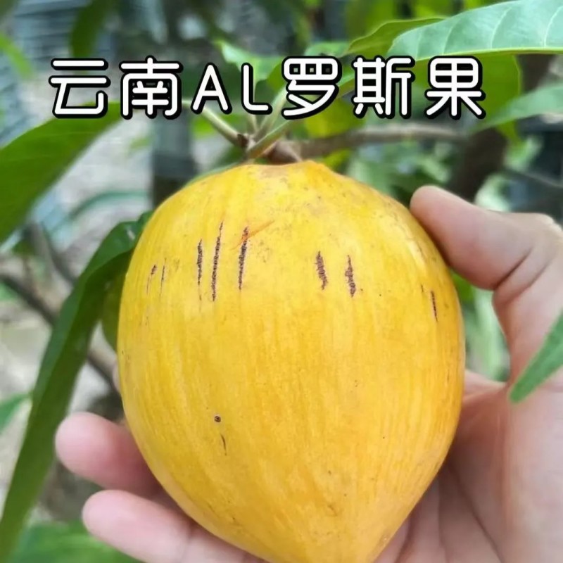 罗斯果
