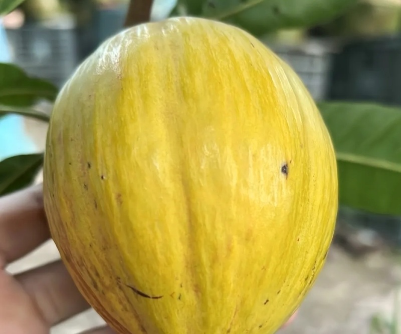 罗斯果