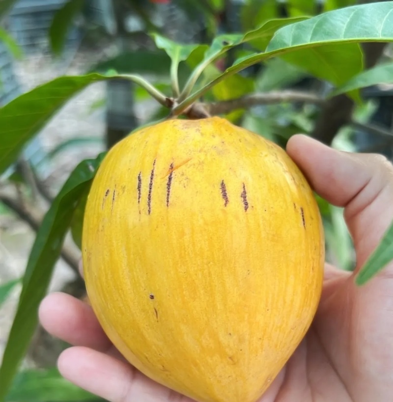 罗斯果