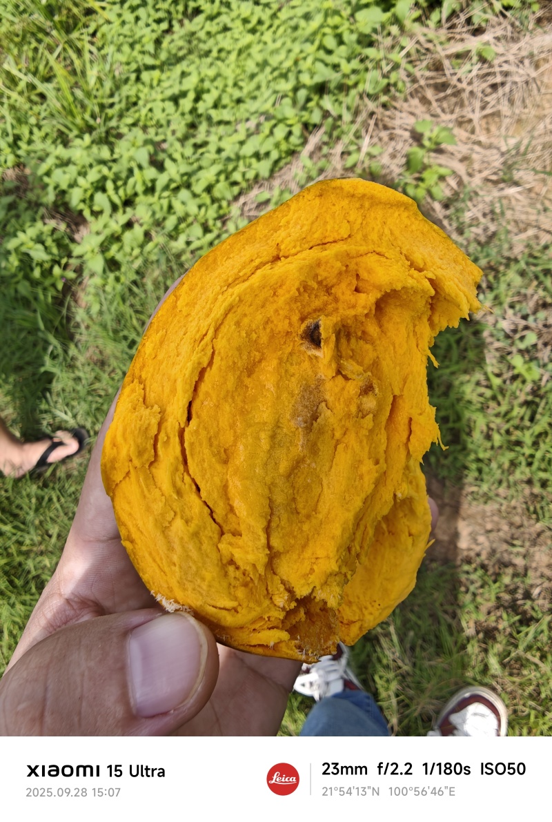 罗斯果