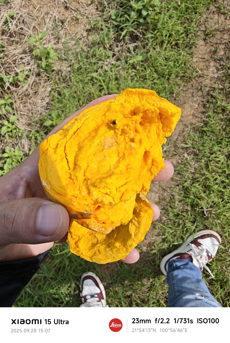 罗斯果