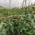 海科608朝天椒种子高产抗病耐热耐寒农家菜园基地阳台种植