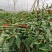 海科608朝天椒种子高产抗病耐热耐寒农家菜园基地阳台种植