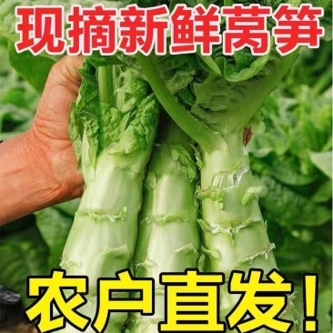 红叶香莴笋青叶莴苣产地看货论价保质保量