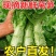 红叶香莴笋青叶莴苣产地看货论价保质保量