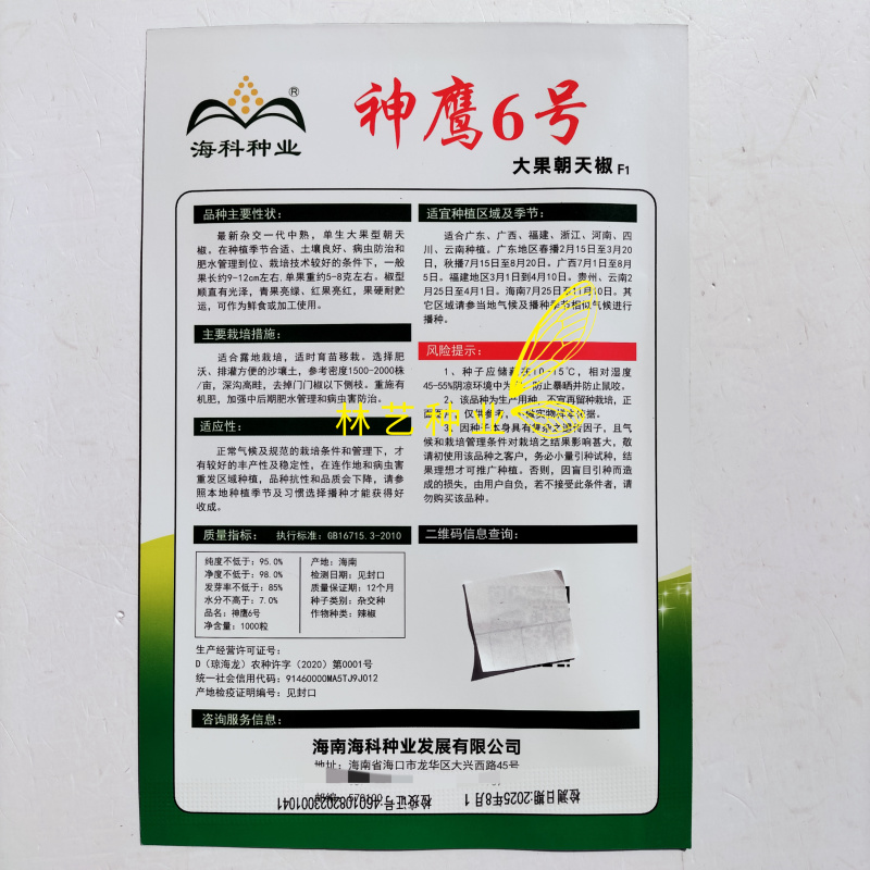 神鹰6号大果朝天椒种子杂交一代中熟单生辣椒孑抗病性强