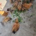 纯粮食喂养散养鸡，鸡肉质紧，口感非常好！欢迎致电