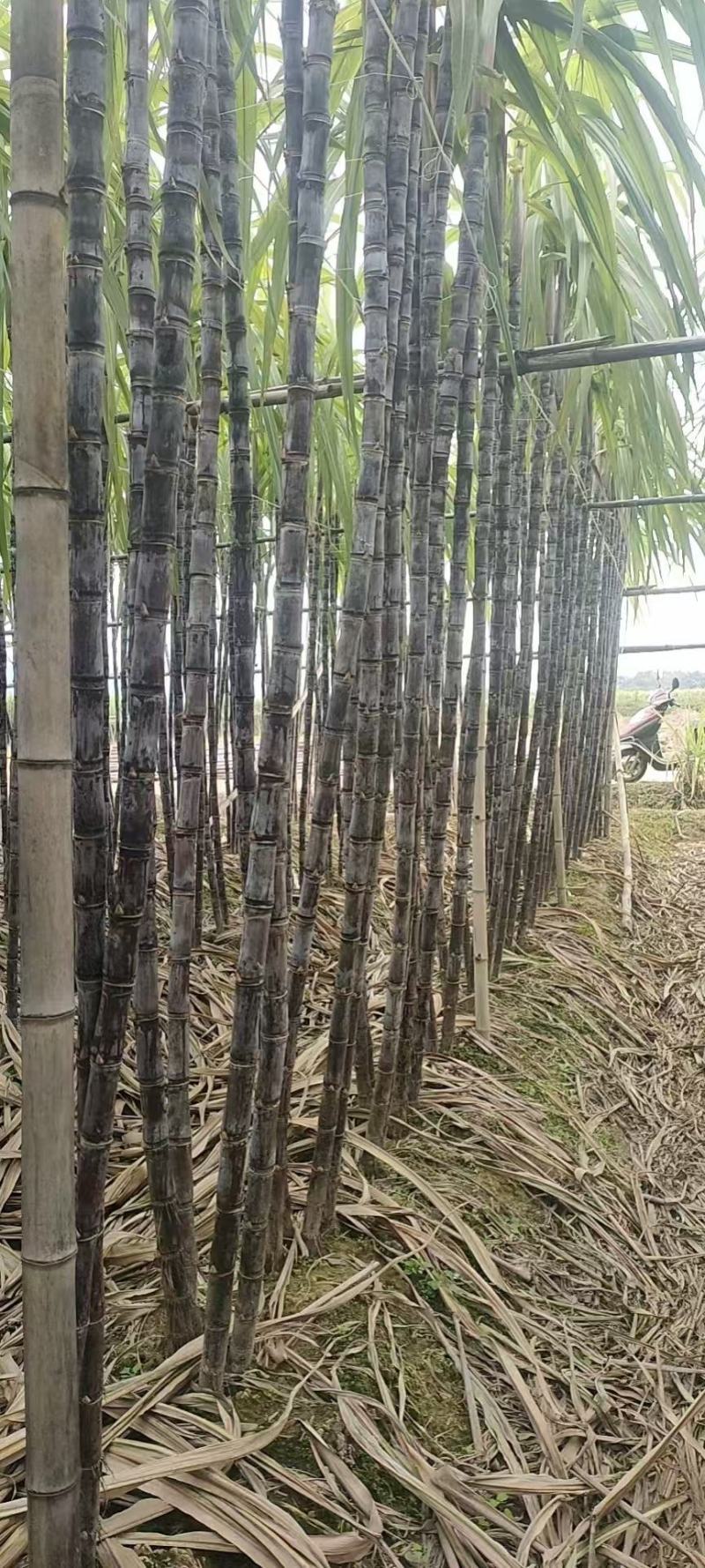 甘蔗