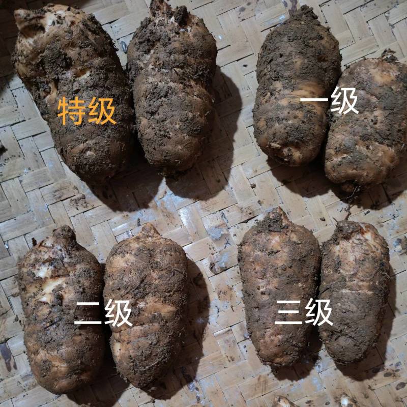 昭通小草坝乌天麻