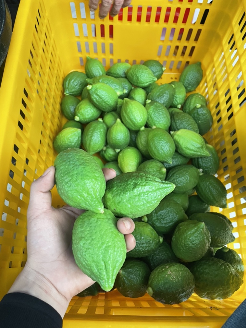 广西香水柠檬