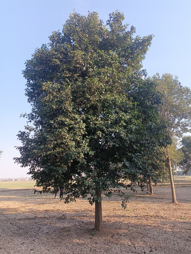 大叶女贞12cm