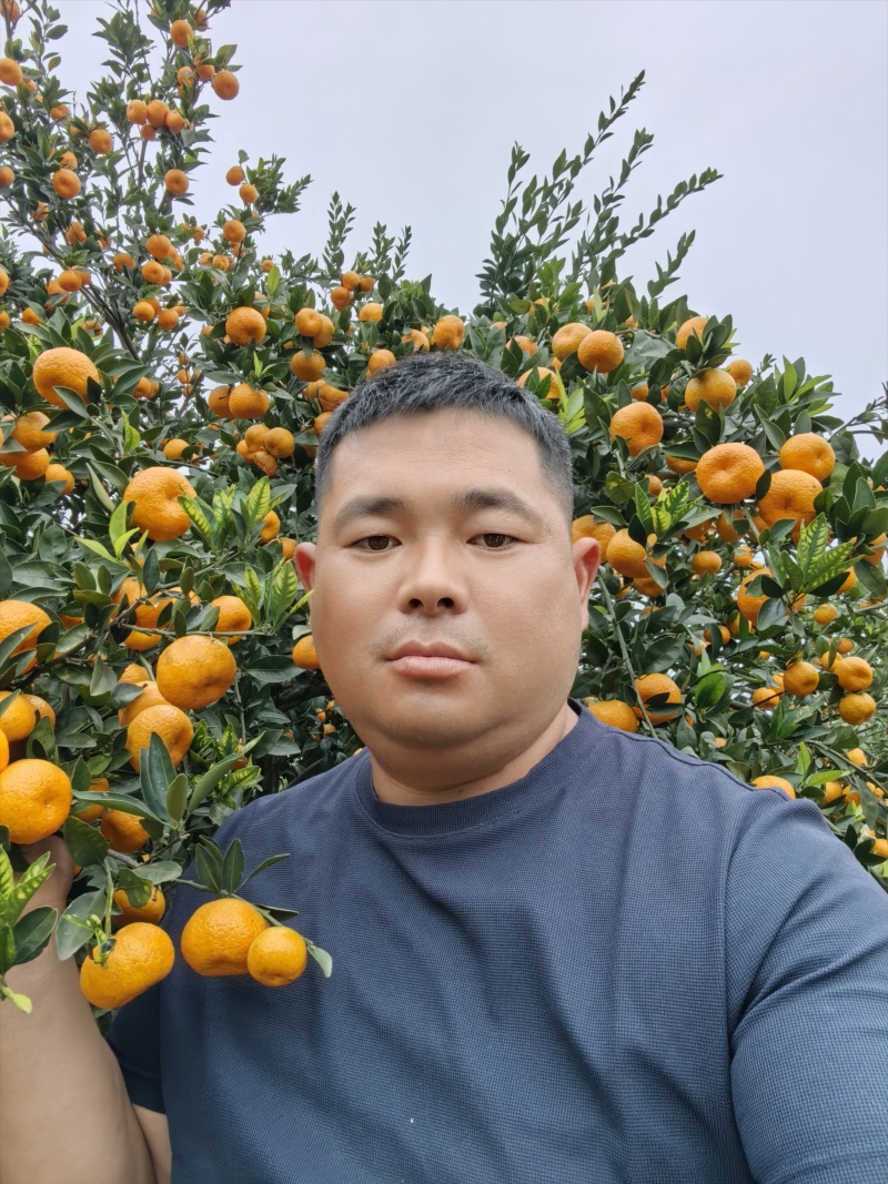 湖南省常德市澧县复兴厂镇柑桔已上市，包装上车