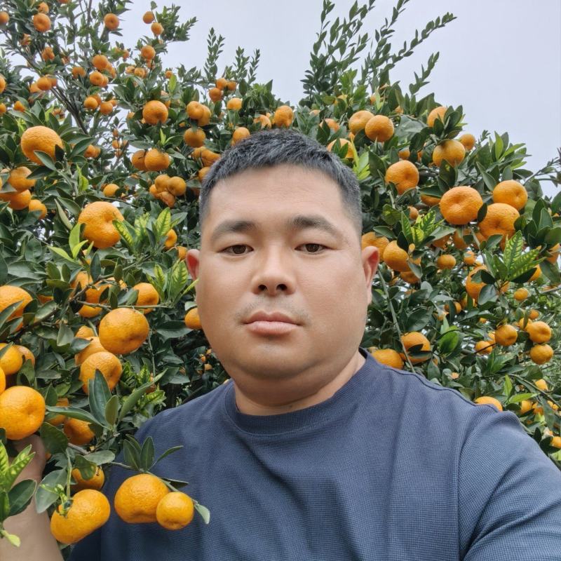 湖南省常德市澧县南丰蜜桔熟了欢迎各位客商过来订货。