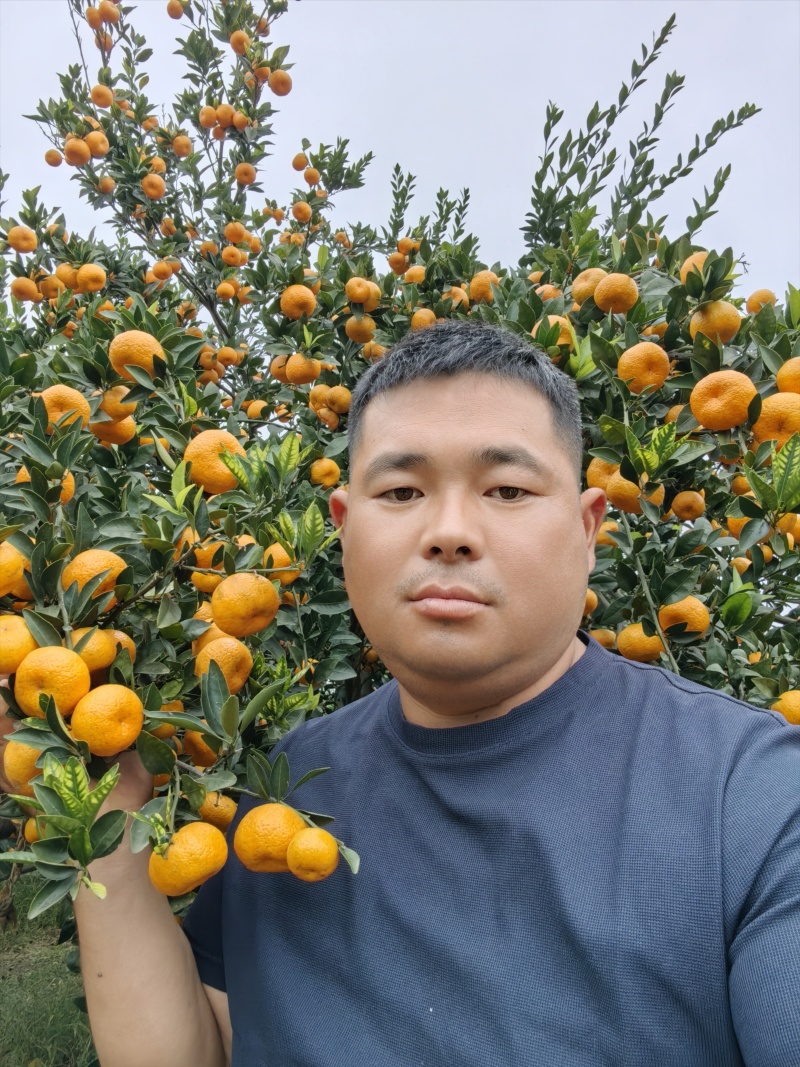 湖南省常德市澧县南丰蜜桔熟了欢迎各位客商过来订货。