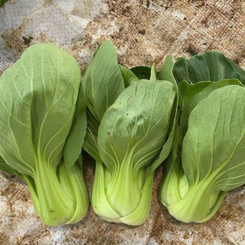 改良信福10-3青梗菜青菜种子株型矮耐寒耐抽苔秋冬上海青