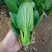 改良信福10-3青梗菜青菜种子株型矮耐寒耐抽苔秋冬上海青