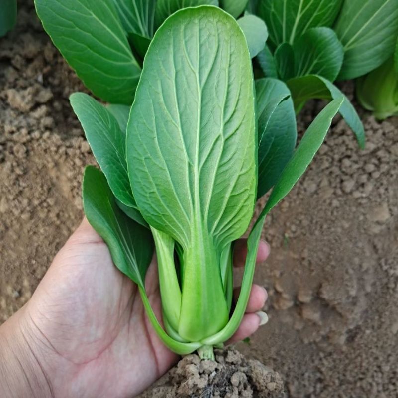 改良信福10-3青梗菜青菜种子株型矮耐寒耐抽苔秋冬上海青