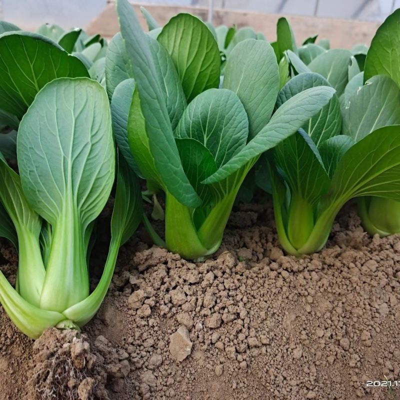 改良信福10-3青梗菜青菜种子株型矮耐寒耐抽苔秋冬上海青