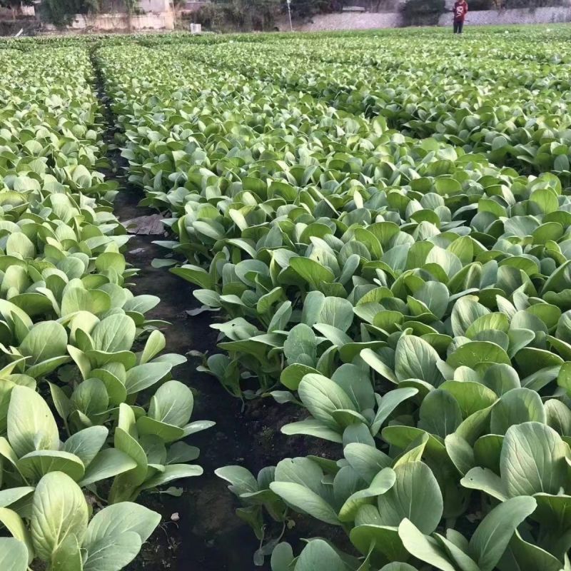 改良信福10-3青梗菜青菜种子株型矮耐寒耐抽苔秋冬上海青