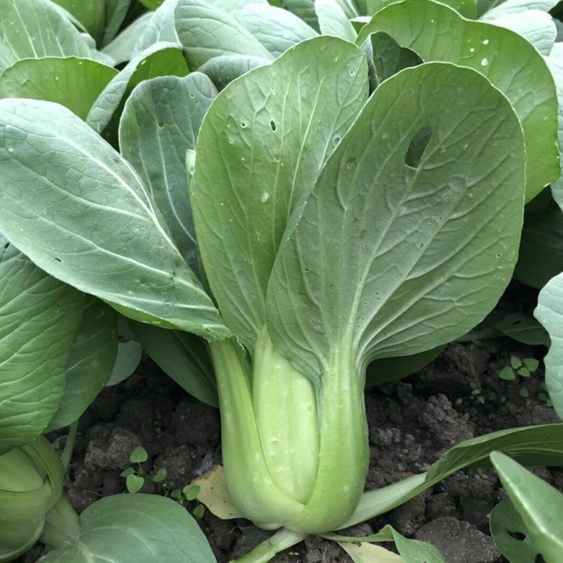 改良信福10-3青梗菜青菜种子株型矮耐寒耐抽苔秋冬上海青
