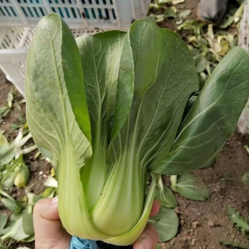 改良信福10-3青梗菜青菜种子株型矮耐寒耐抽苔秋冬上海青