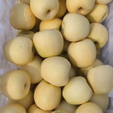 黄金维纳斯苹果，数量有限精品精品精品