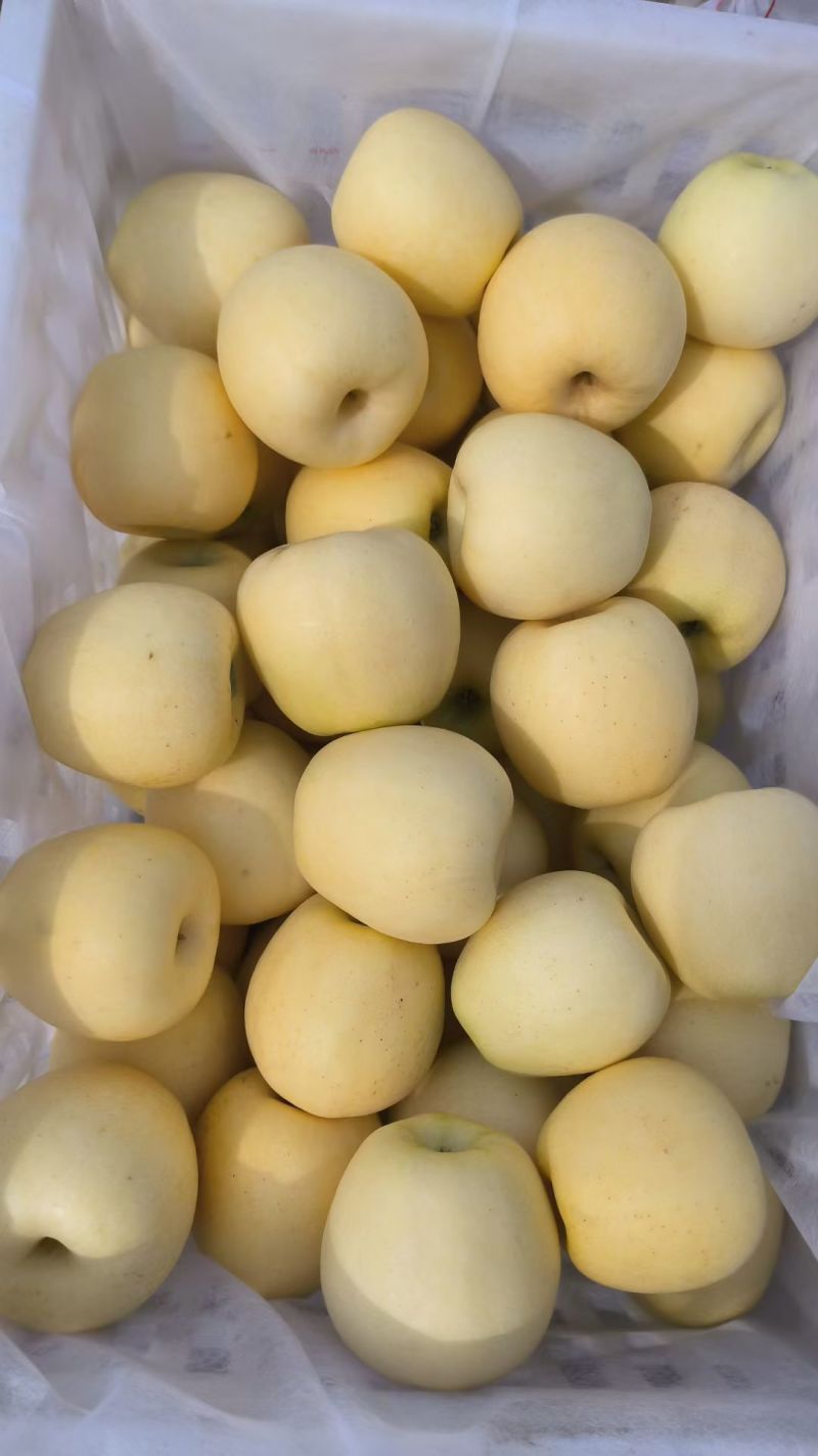 黄金维纳斯苹果，数量有限精品精品精品