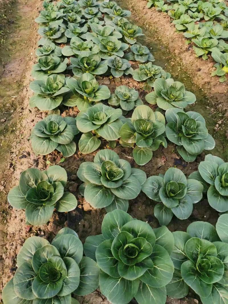 长征矮箕苏州青青菜种籽高产耐寒黑叶矮脚太湖菜