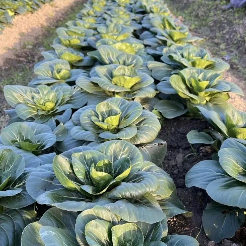 长征矮箕苏州青青菜种籽高产耐寒黑叶矮脚太湖菜
