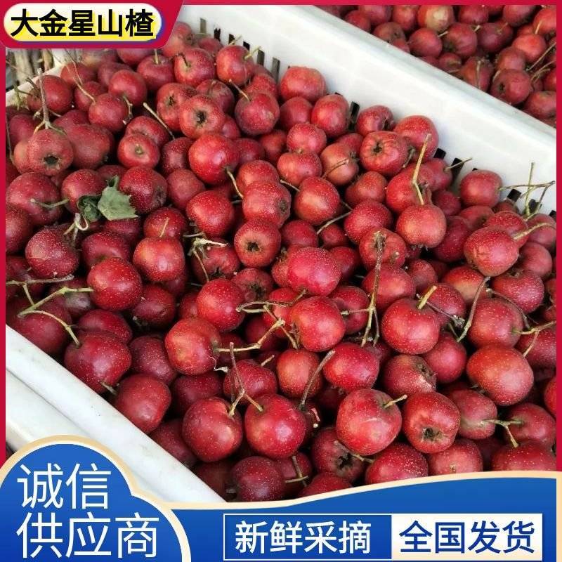 【大金星山楂】山东山楂/产地现摘现发/欢迎来电洽谈合作