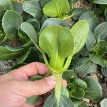 利农黑宝2号青菜种子墨绿油亮矮脚青梗菜种籽耐抽苔春秋季播