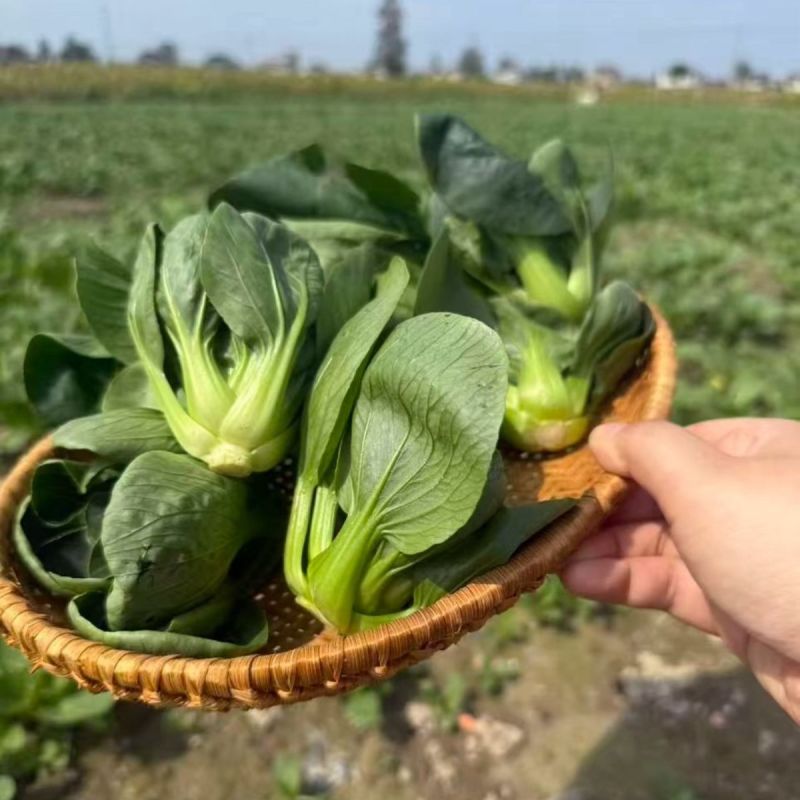 利农黑宝2号青菜种子墨绿油亮矮脚青梗菜种籽耐抽苔春秋季播