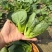 利农黑宝2号青菜种子墨绿油亮矮脚青梗菜种籽耐抽苔春秋季播