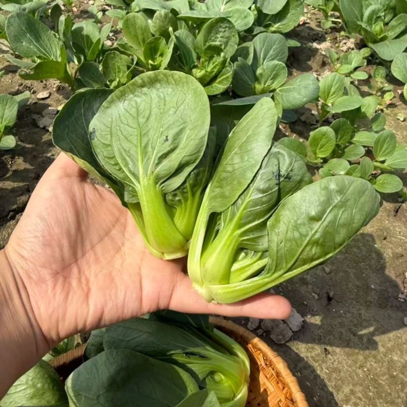 利农黑宝2号青菜种子墨绿油亮矮脚青梗菜种籽耐抽苔春秋季播
