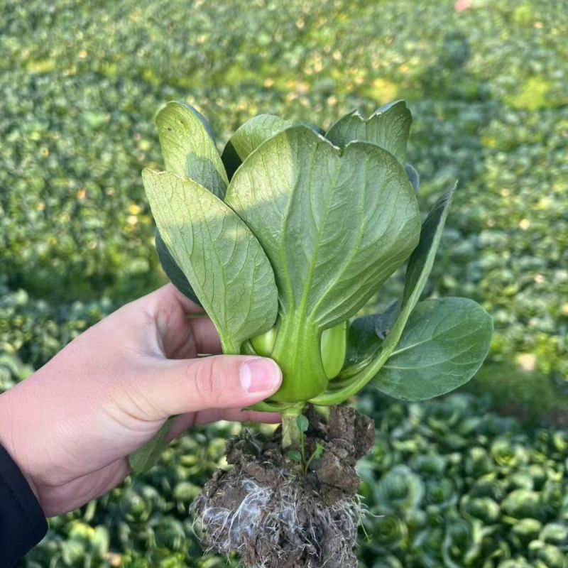 利农黑宝2号青菜种子墨绿油亮矮脚青梗菜种籽耐抽苔春秋季播