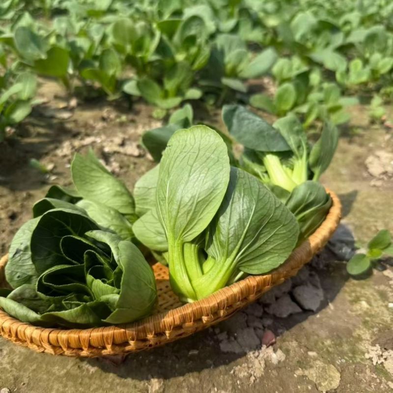 利农黑宝2号青菜种子墨绿油亮矮脚青梗菜种籽耐抽苔春秋季播