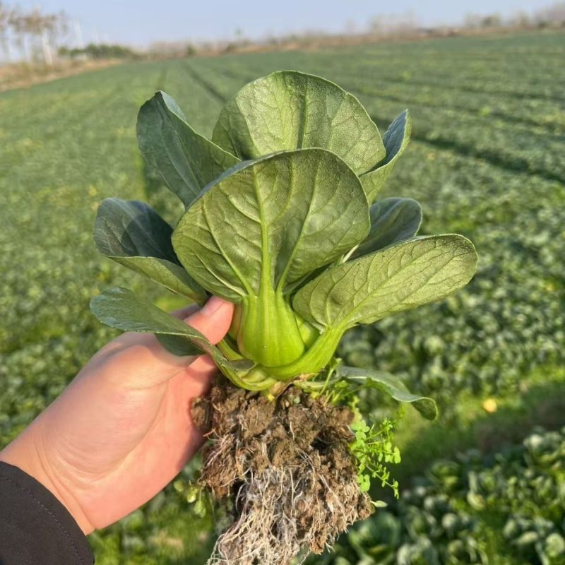 利农黑宝2号青菜种子墨绿油亮矮脚青梗菜种籽耐抽苔春秋季播