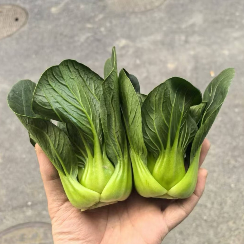 利农黑宝2号青菜种子墨绿油亮矮脚青梗菜种籽耐抽苔春秋季播