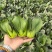 利农黑宝2号青菜种子墨绿油亮矮脚青梗菜种籽耐抽苔春秋季播