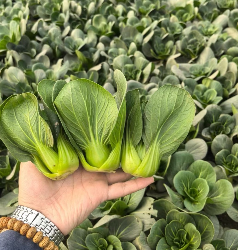 利农黑宝2号青菜种子墨绿油亮矮脚青梗菜种籽耐抽苔春秋季播