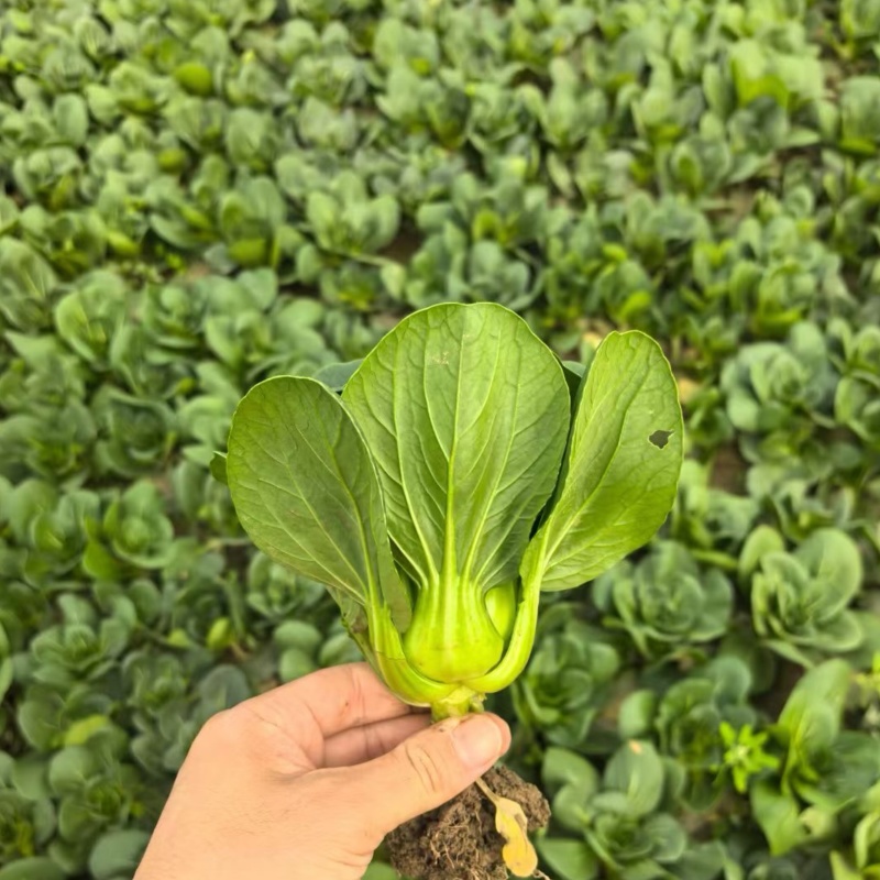利农黑宝2号青菜种子墨绿油亮矮脚青梗菜种籽耐抽苔春秋季播